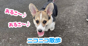 ニコニコ散歩