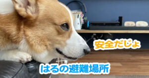はるの避難場所