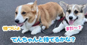 てんちゃんと待てるかな？