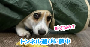 トンネル遊びに夢中
