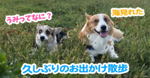久しぶりのお出かけ散歩