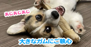大きなガムにご執心