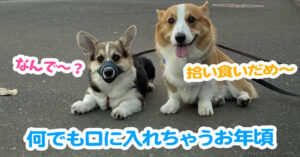 何でも口に入れちゃうお年頃