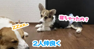 2人仲良く