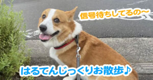 はるてんじっくりお散歩♪