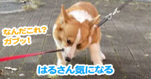 はるさん気になる