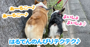はるてんのんびりテクテク♪