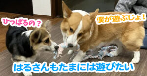 はるさんもたまには遊びたい