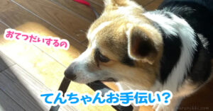 てんちゃんお手伝い？
