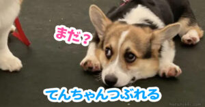 てんちゃんつぶれる