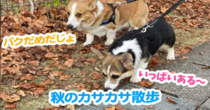 秋のカサカサ散歩
