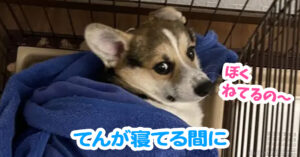 てんが寝てる間に