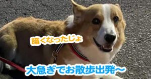 大急ぎでお散歩出発〜
