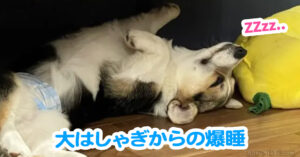 大はしゃぎからの爆睡