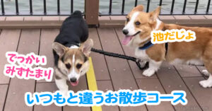 いつもと違うお散歩コース