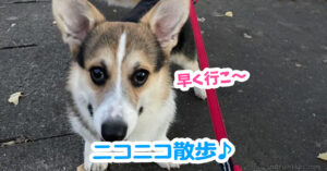 ニコニコ散歩♪