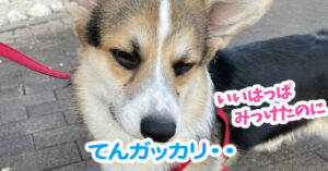 てんガッカリ・・