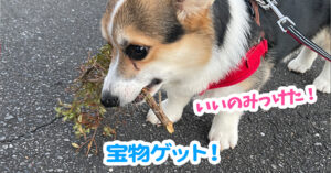 宝物ゲット！