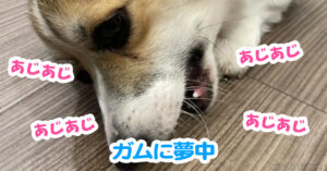 ガムに夢中