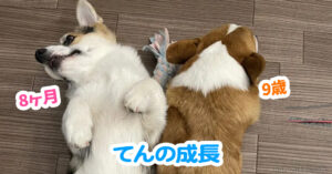 てんの成長