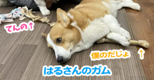 はるさんのガム