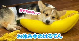 お休み中のはるてん