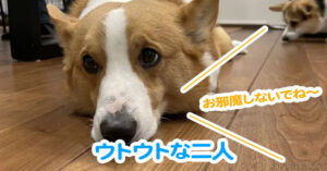 ウトウトな二人
