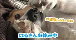 はるさんお休み中