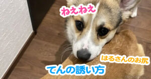 てんの誘い方
