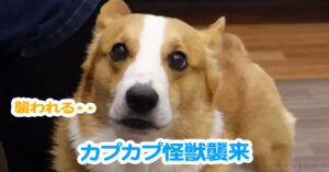 カプカプ怪獣襲来