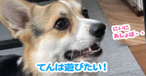 てんは遊びたい！