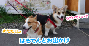 はるてんとお出かけ