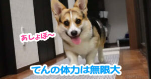 てんの体力は無限大