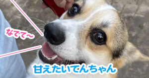 甘えたいてんちゃん