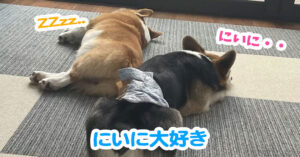 にいに大好き