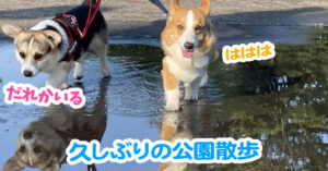 久しぶりの公園散歩
