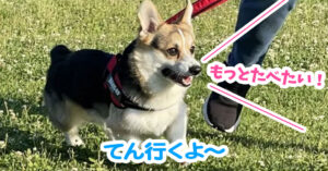 てん行くよ〜
