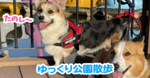 ゆっくり公園散歩