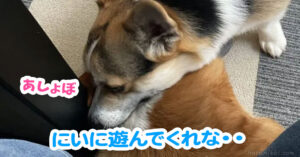 にいに遊んでくれな・・