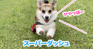 スーパーダッシュ