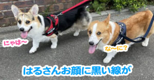 はるさんお顔に黒い線が