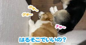 はるそこでいいの？
