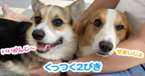 くっつく2ぴき