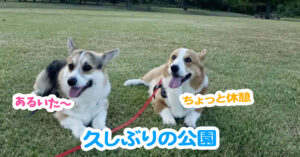 久しぶりの公園