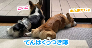 てんはくっつき隊