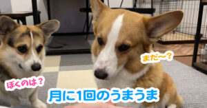月に1回のうまうま