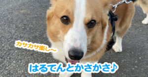 はるてんとかさかさ♪