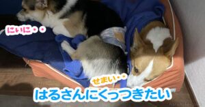 はるさんにくっつきたい