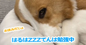 はるはZZZてんは勉強中