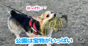 公園は宝物がいっぱい